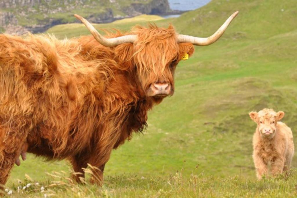 Glas Bheinn Cottage Luib Bagian luar foto